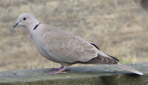 Eurasian Collared Dove In Our Back Yard Doves Diving Backyard Bird