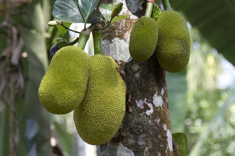 How To Grow And Care For Jackfruit Trees