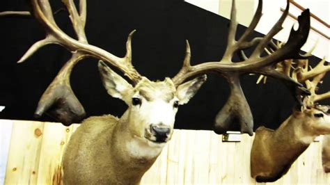How To Score A Mule Deer Shed Antler Measuring And Scoring Mule And