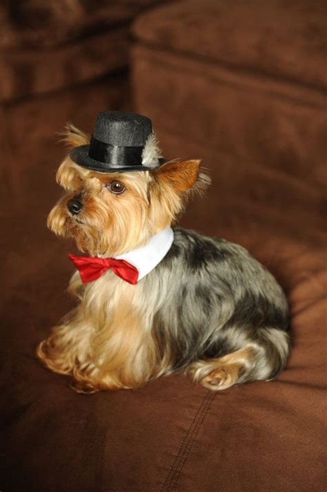 Dog Hat For X Small Breed Fedora Top Hat Style With Feather Etsy