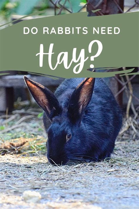 Do Rabbits Need Hay Every Bunny Welcome