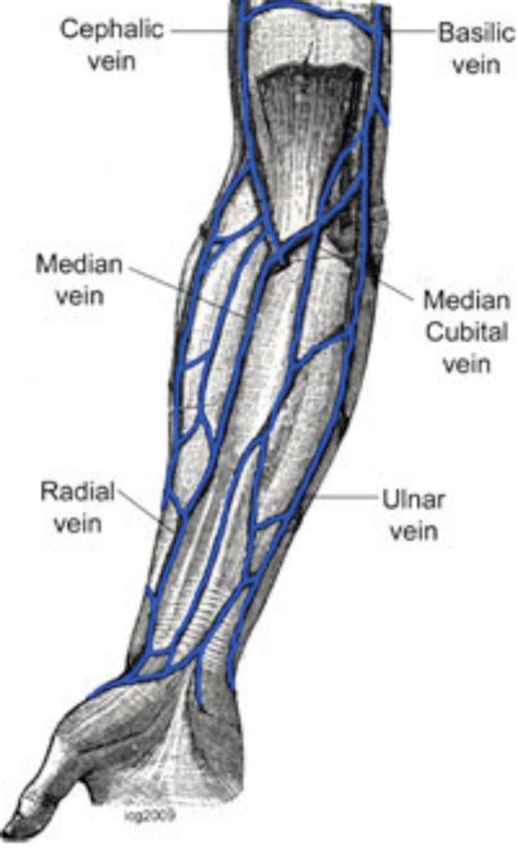 Veins Of The Arm Vascular Ultrasound Anatomy Anatomy And Physiology