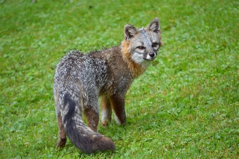 Wildlifelove All About The Hudson Valleys Red And Elusive Gray Fox