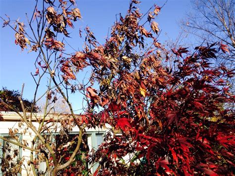 In some cases the leaves on a single branch will discolor and die, but do not fall from the tree. Japanese Maple Winter Damage