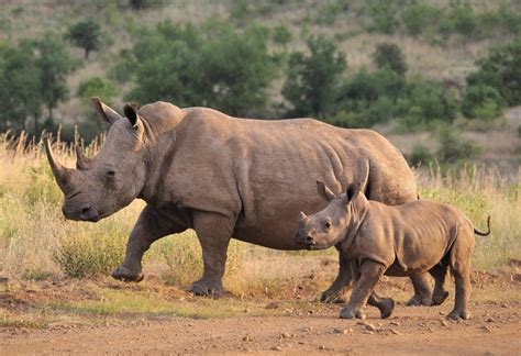 A Must Read 2019 Rhino Report A 10 Year Look At World Rhino
