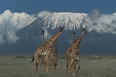 Kilimandscharo - noch mit Schnee Foto & Bild | world, natur, composing ...