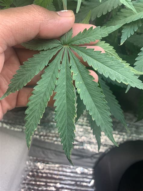 Nutrient burn? with pics | Grasscity Forums - The #1 ...