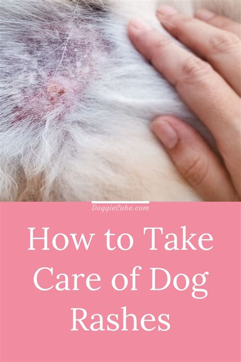 Skin Rashes On Dogs