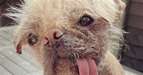 Britains Ugliest Dog Crowned And She Is Both Ugly And Cute At The