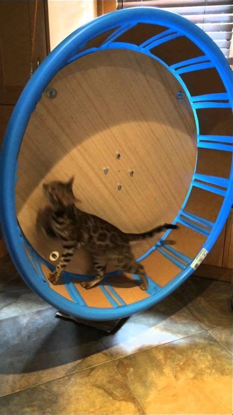 Cat litter, dog litter, ice melter, wild bird food; This cat exercise wheel is perfect for any cats but ...