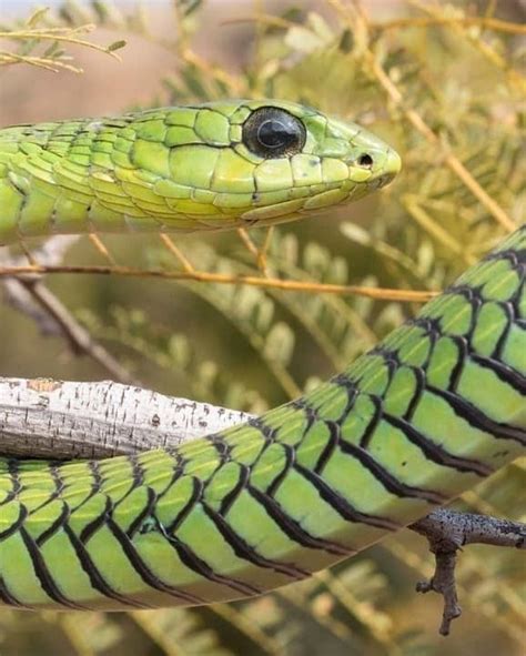 Male Boomslang Dispholidus Typus From Pretoria West Highly Venomous