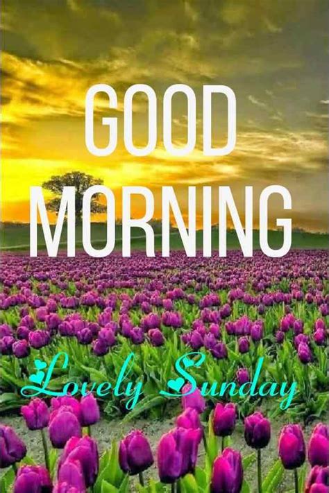 Good Morning Happy Sunday Photos Download Hd 100 Images