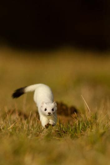 Pin By As000 On Stoat Mustela Erminea Stoats Also Known As The