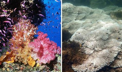 Great Barrier Reef Before And After Shocking Pictures Show Extent Of
