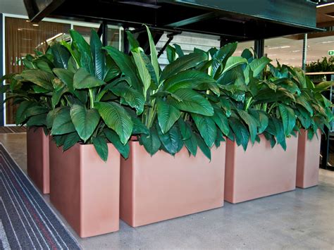 Indoor Planters Brisbane An Overview Of Differnt Planters We Use