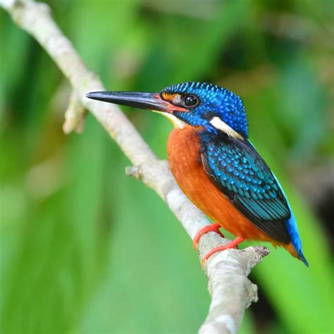 Blue And Orange Kingfisher Sitting On Branch Stock Photo By