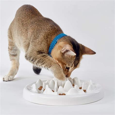 Alibaba.com offers 2,081 ceramic cat feeder products. Challenge Your Cat With These Slow Feeders - JammieCat.com