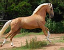 Cavalli, le razze equine più belle del mondo: eleganza e nobiltà