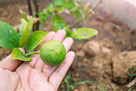 ¿cómo Cuidar Un árbol De Limón Huerto En Casa