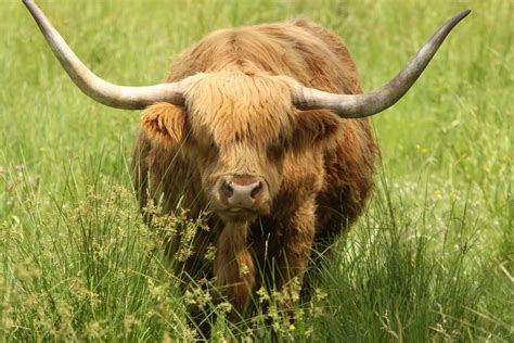 Highland Cattle Interesting Facts And Photographs All