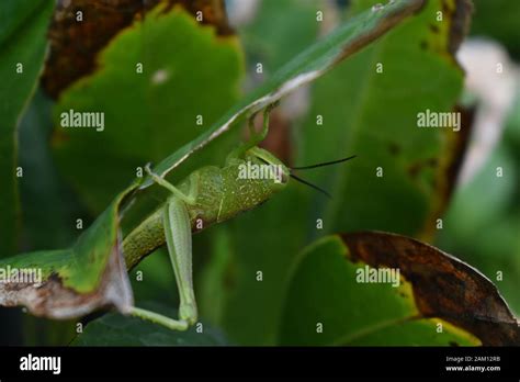 Non Swarming Grasshopper Hi Res Stock Photography And Images Alamy