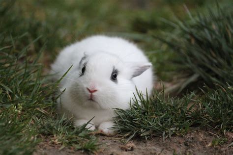 Le Lapin La Peur Et Lanxiété Mieux Comprendre Votre Poilu Bamm Paris