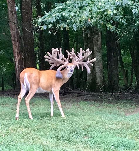 Buck Progress Report