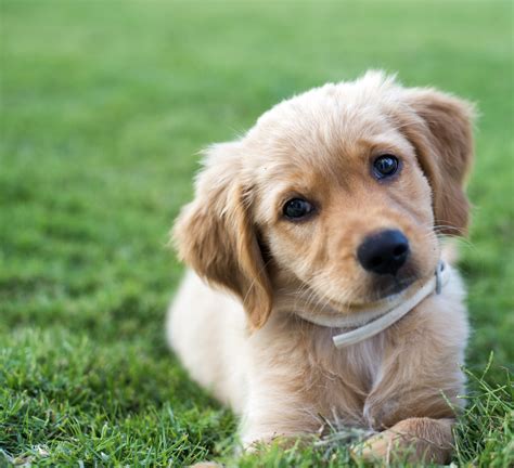What Is The Development Of A Golden Retriever Puppy Animals Momme