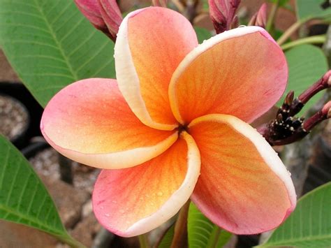 The Plumeria India Hawaiian Flower Tattoos Hawaiian Flowers Tropical Plants Tropical