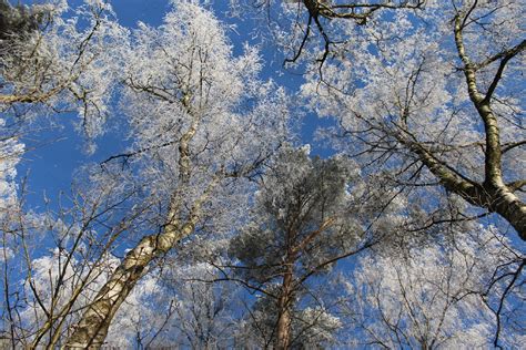 Free Images Tree Nature Branch Snow Sky Flower Frost Spring