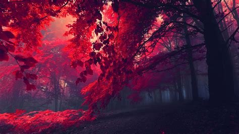 Wallpaper 1920x1080 Px Fall Leaves Mist Nature Red Trees