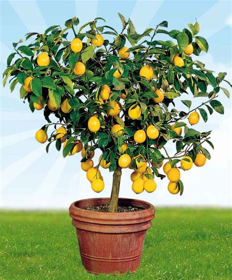 Best Feed For Lemon Tree In Pot