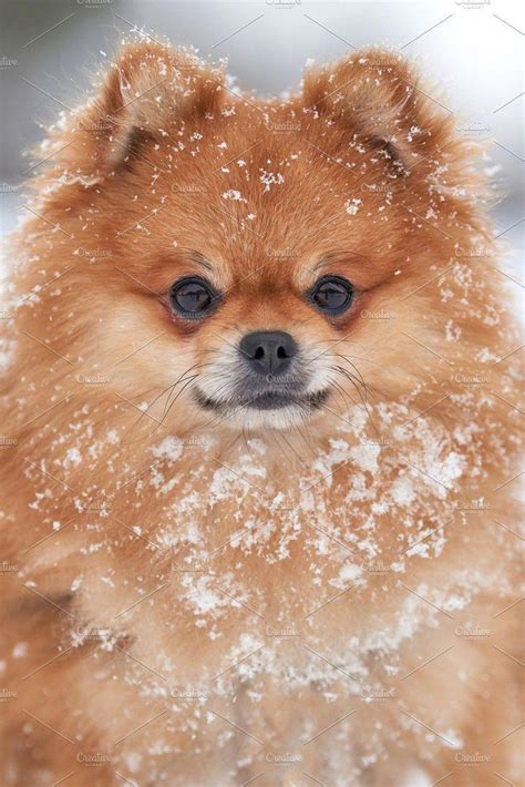 Hunde süß / susse hunde die schonsten hundevideos im netz : Entdecken Sie die pommersche Größe #pommerscheLeben # ...