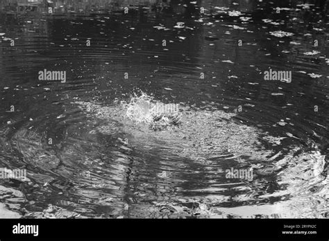 Black And White Mallard Duck Splashing Its Wings Out The Pond Water