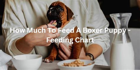 How Much To Feed A Boxer Puppy Boxer Feeding Chart