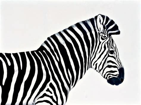 The Zebra 2014 Acrylic Painting By Jessica Sanders Zebras Zebra