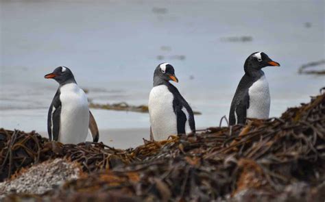 A Complete Guide To The Falkland Islands Penguins