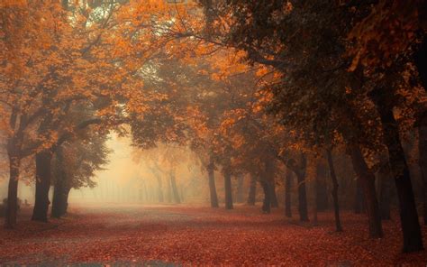 Nature Photography Landscape Mist Road Fall Morning Leaves Trees Hdr