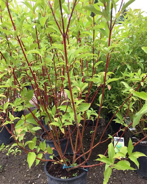 Many bird types including songbirds, forest edge species, and upland game birds (e.g. Dogwood 'Red Osier' | Countryside Garden Centre and ...
