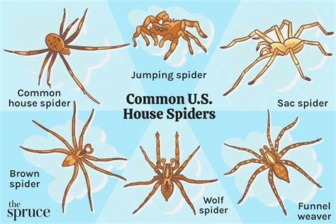 10 Most Common Types Of House Spiders In The Us House Spider