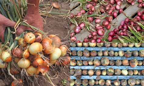 How To Harvest Cure And Store Onions So They Last Up To A Year 2022