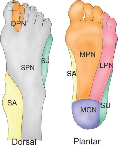 Lateral Foot Nerve Pain