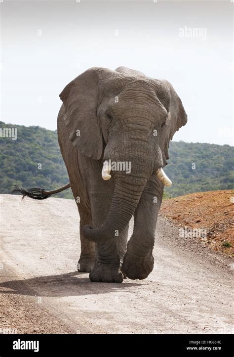 African Elephant Adult Male Tusker Front View Loxodonta Africana