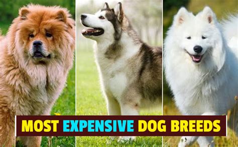 Top 10 Most Expensive Dog Breeds In The World Vrogue