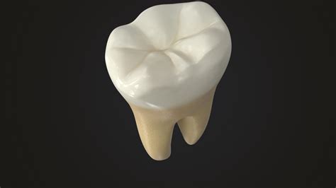 3d Model Human Teeth Lower First Molar 3d Models For Professionals