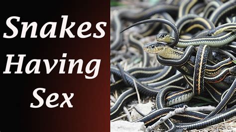 Snakes Having Sex Snakes Fight To The Death Youtube