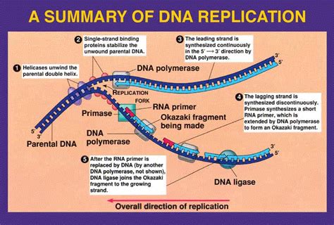 replication of dna summary a level h1 and h2 biology