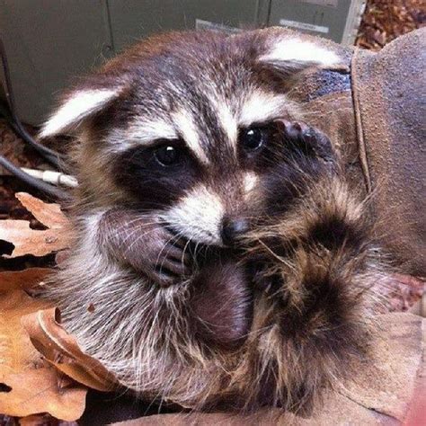 Pin By Icy Misfit On Raccoons Cute Animals Pet Raccoon Baby Animals