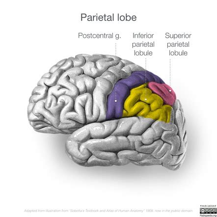 Parietal Lobe Radiology Reference Article Radiopaedia Org