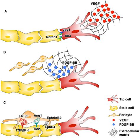 The Phases Of Blood Vessel Growth And The Main Signaling Pathways